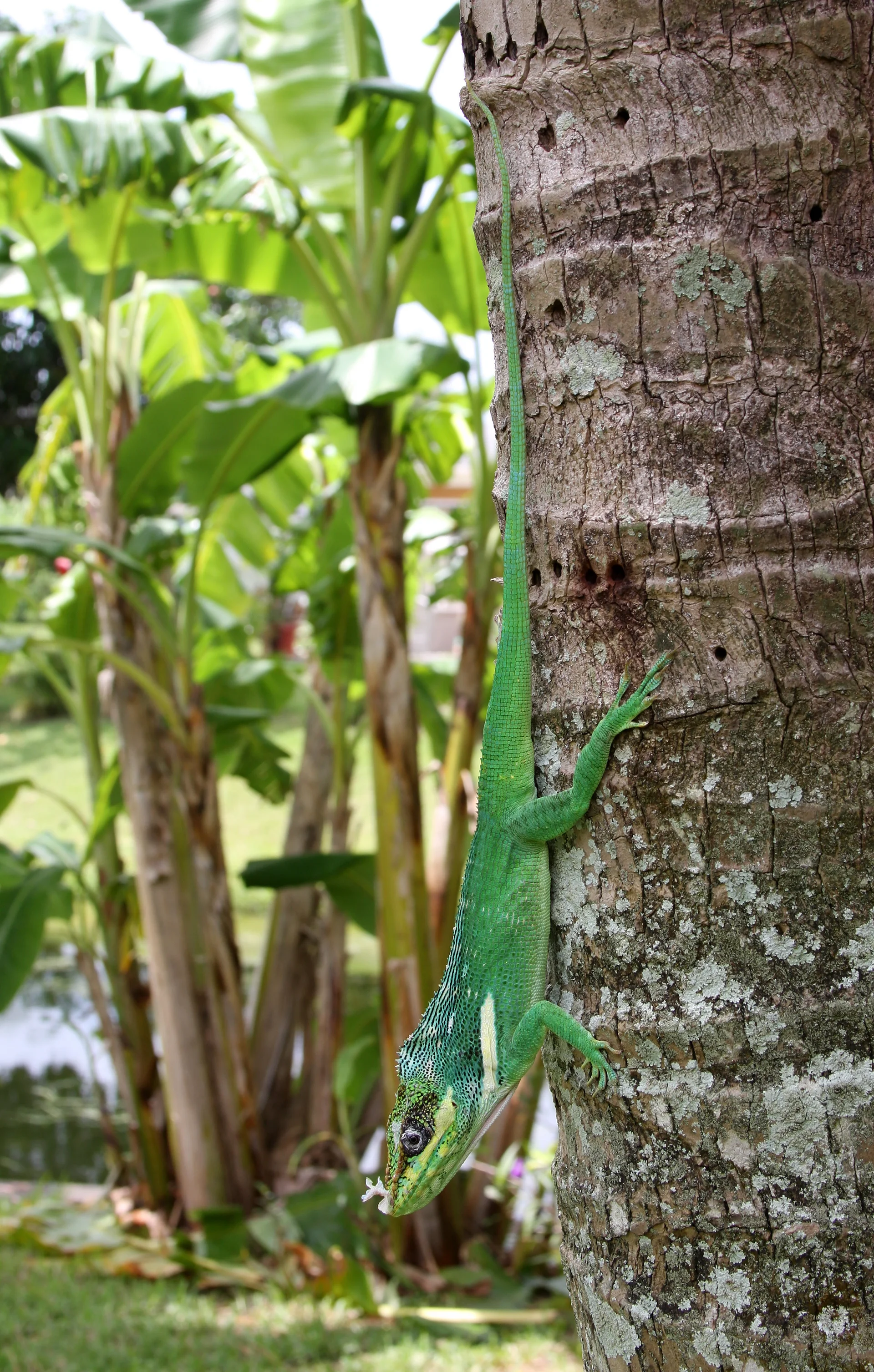 Anolis equestris 4