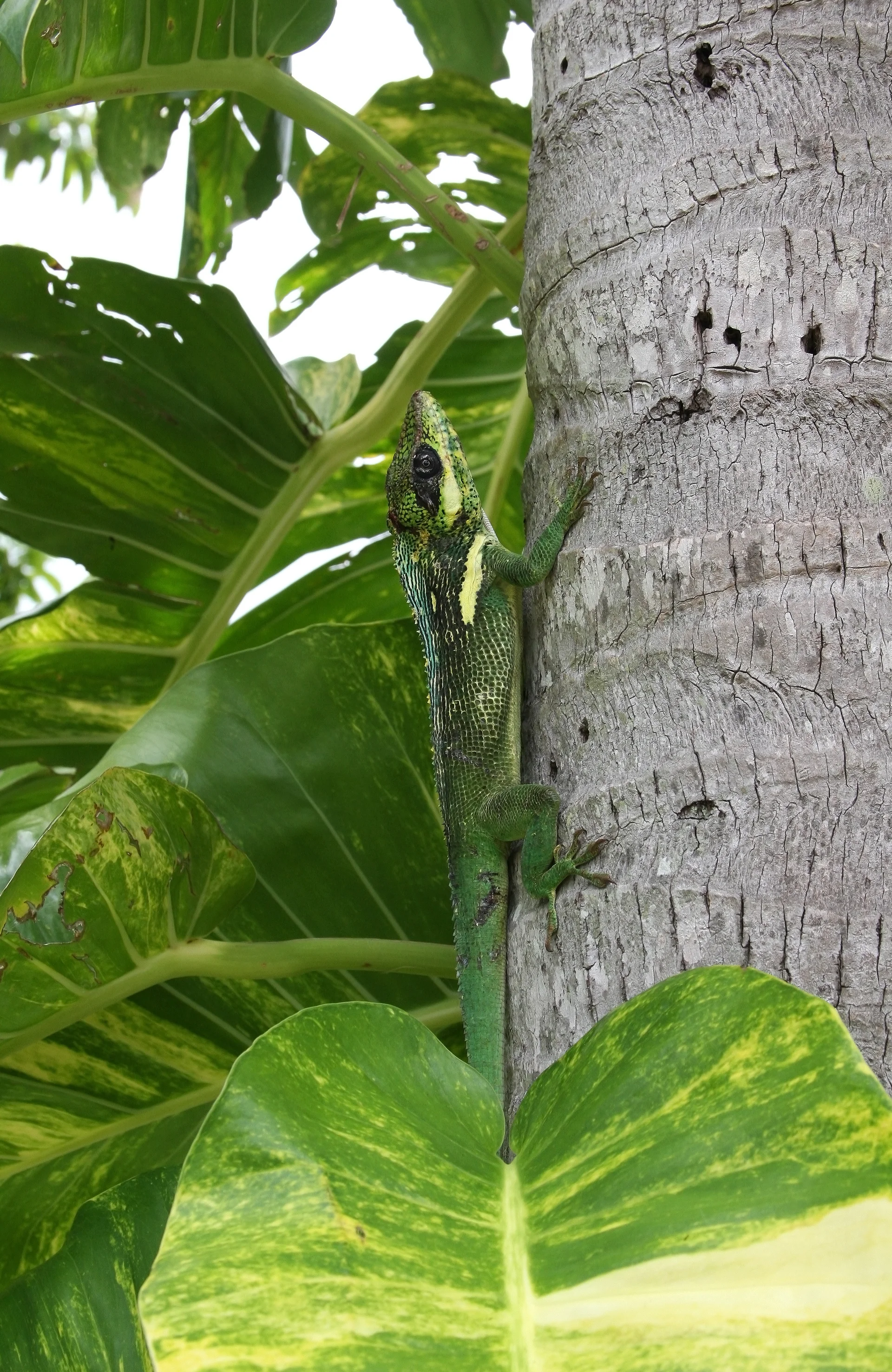 Anolis equestris 5