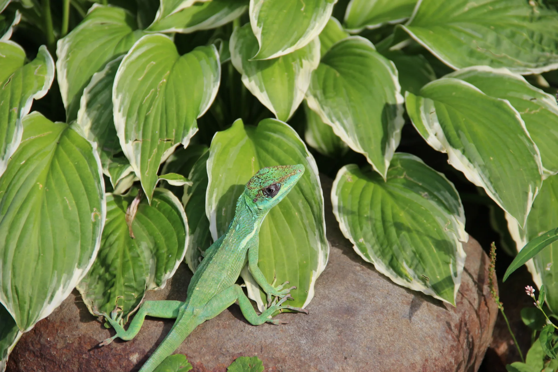 Anolis equestris 7
