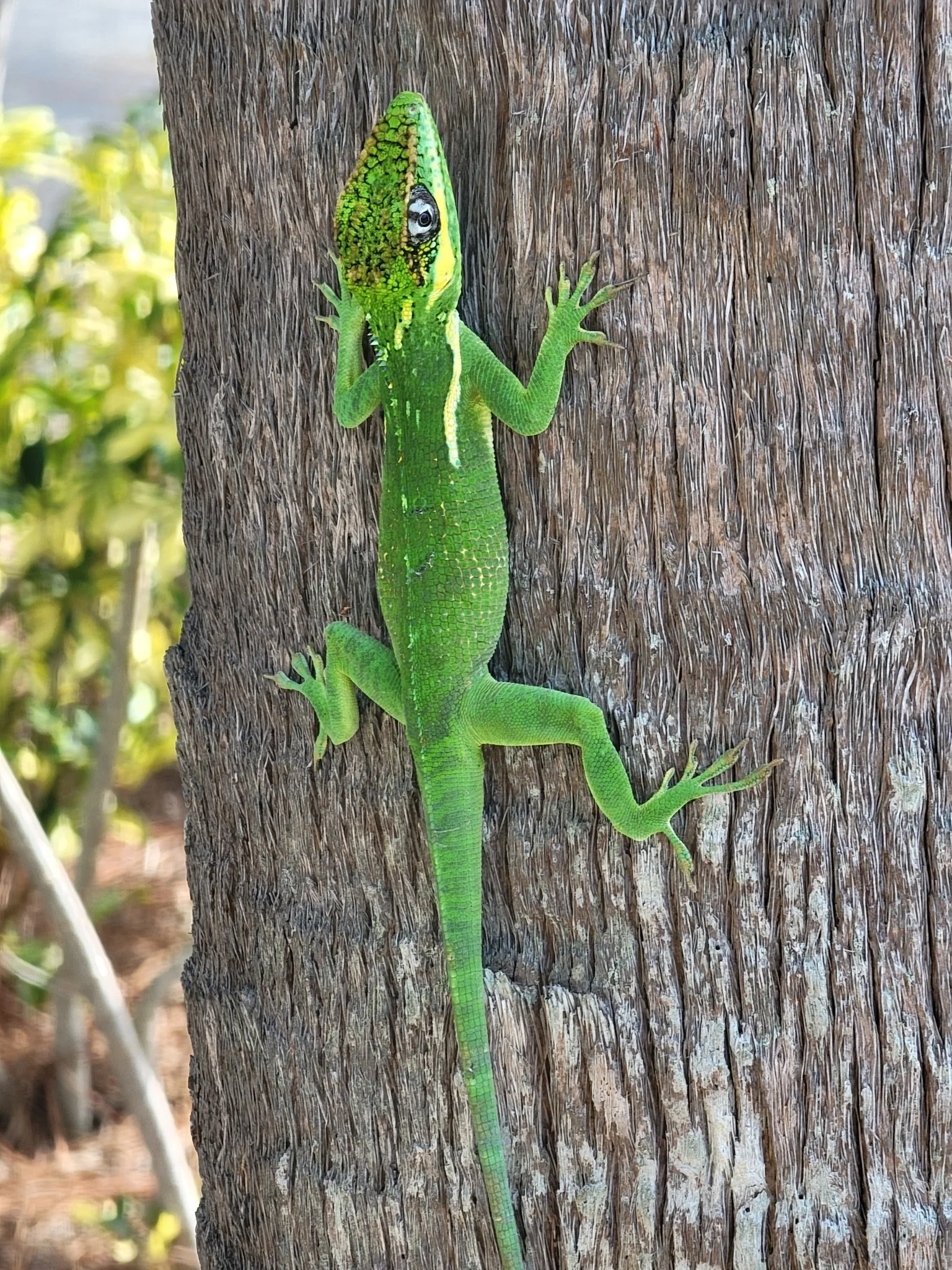 Anolis equestris 8