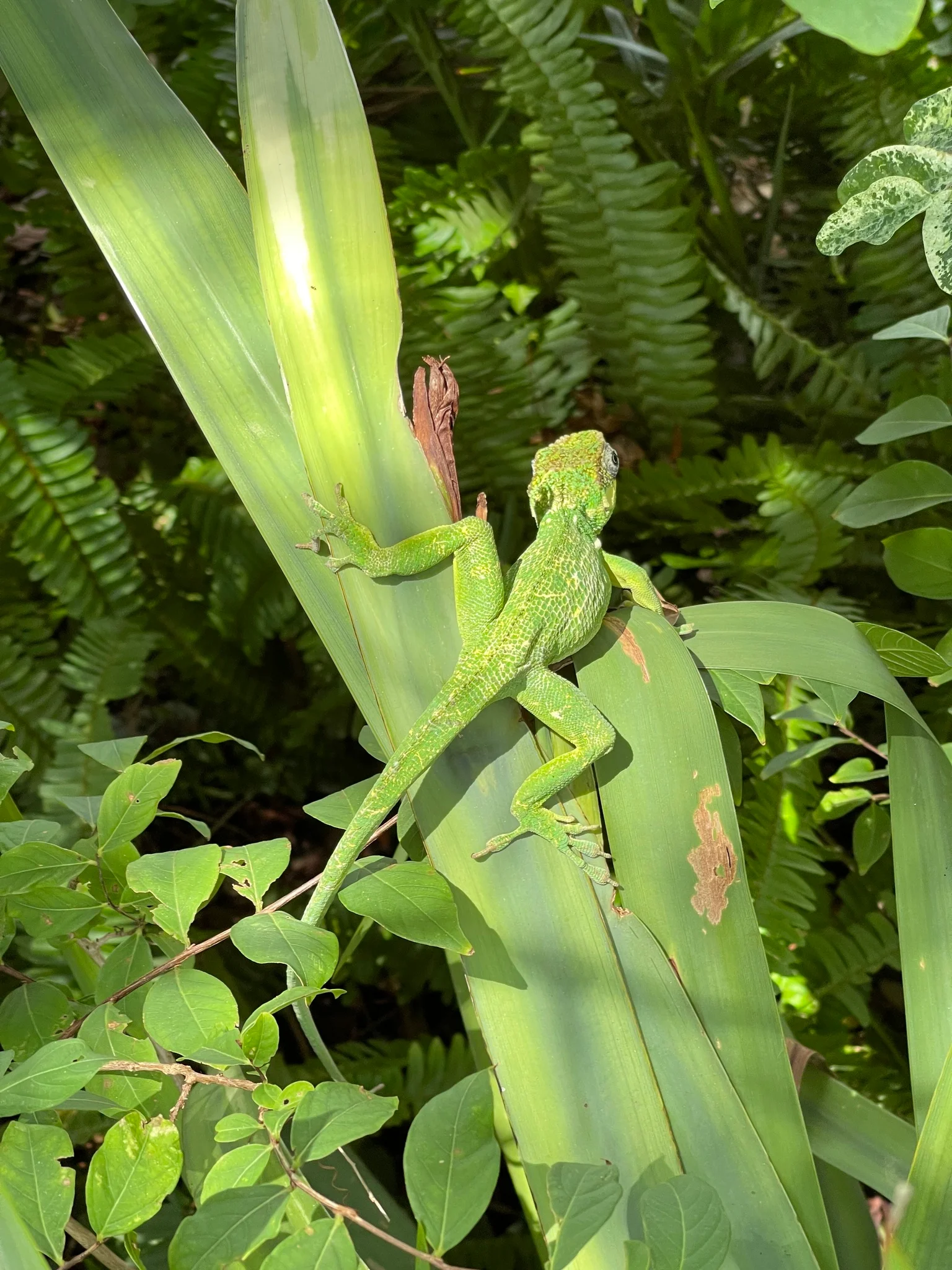 Anolis equestris 9