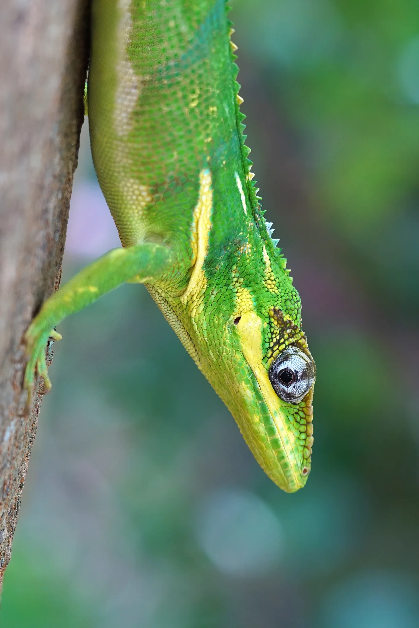 Anolis equestris 10
