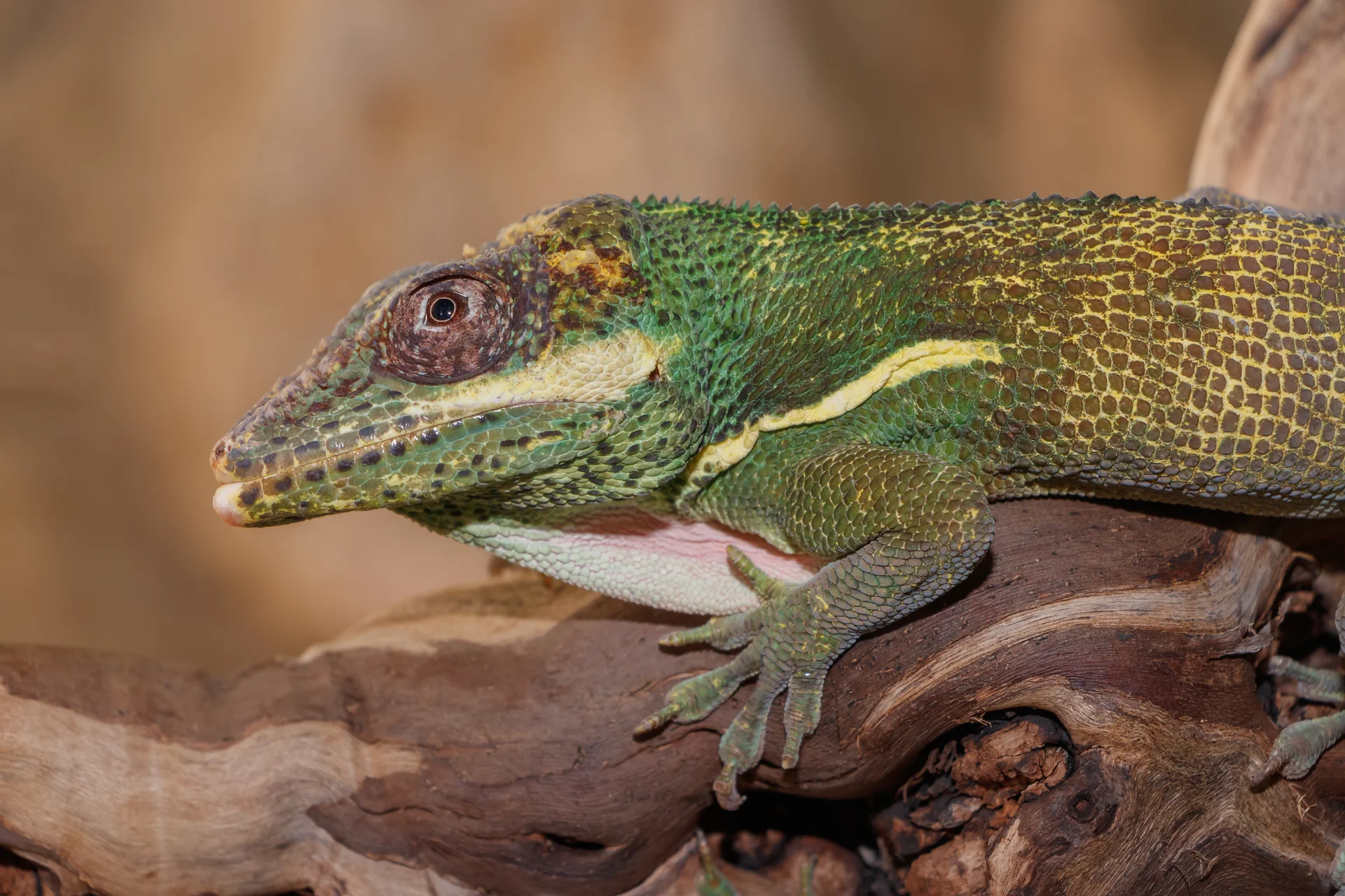 Anolis equestris 11