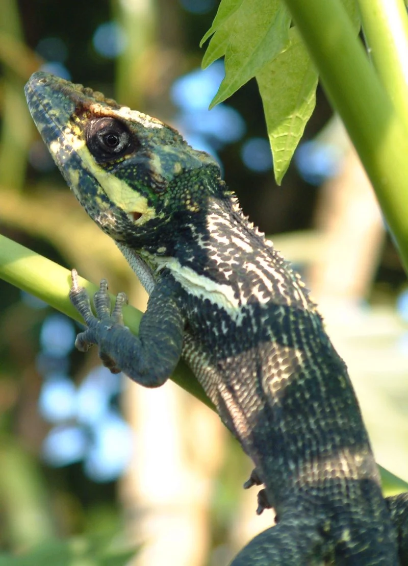 Anolis equestris 1