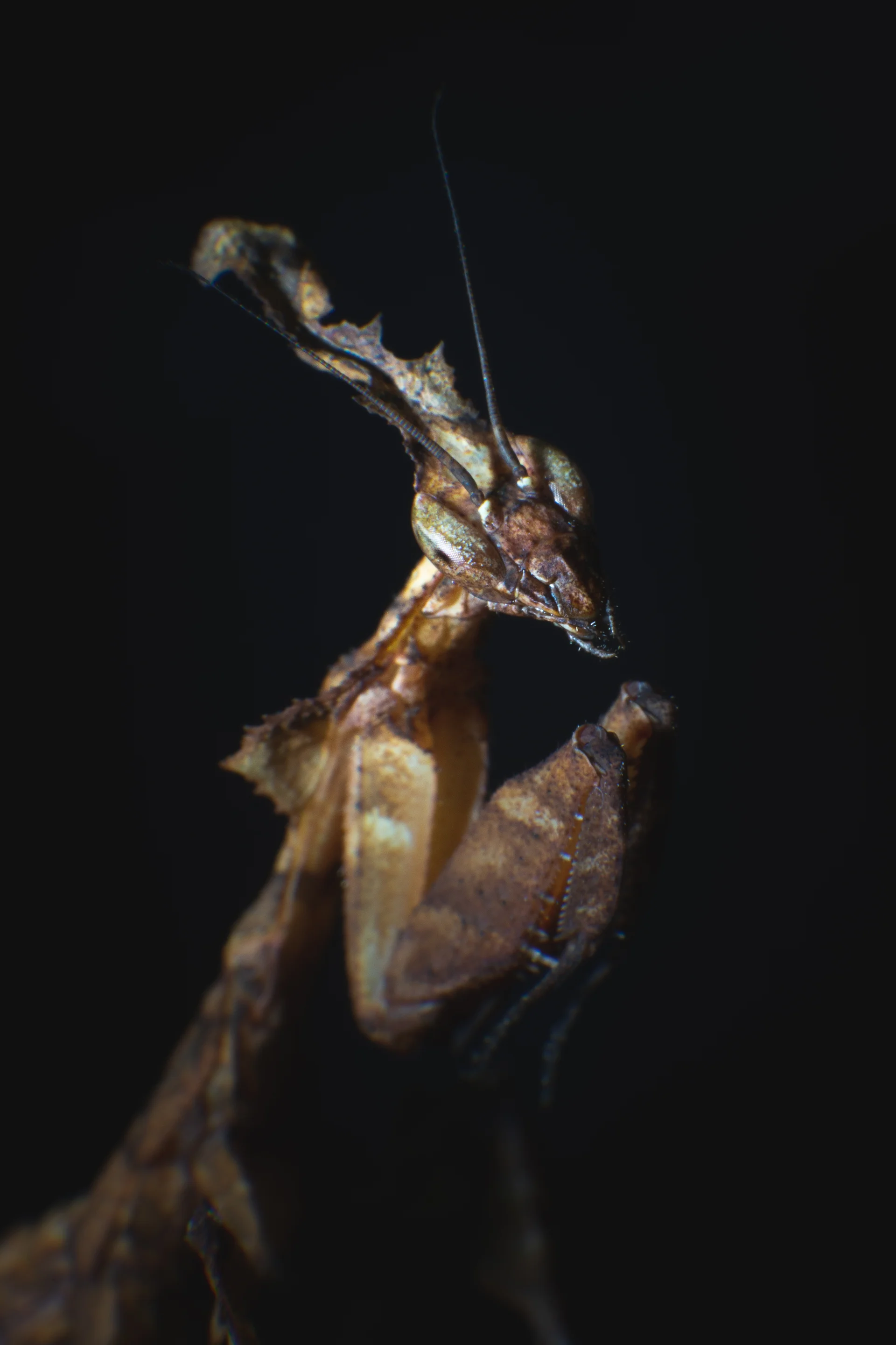 Phyllocrania paradoxa 1