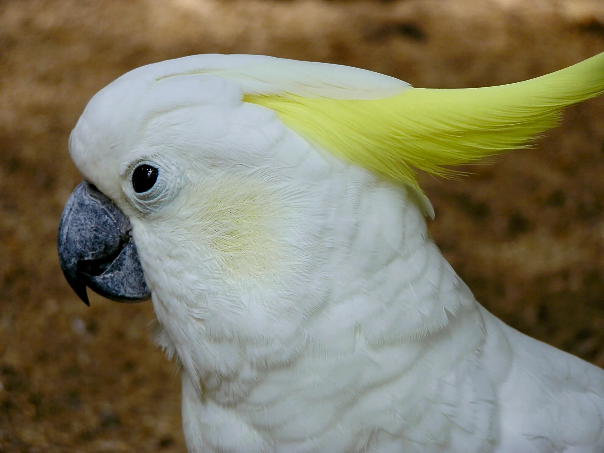 Cacatua sulphurea 1