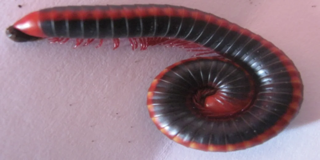 Xenobolus carnifex  2