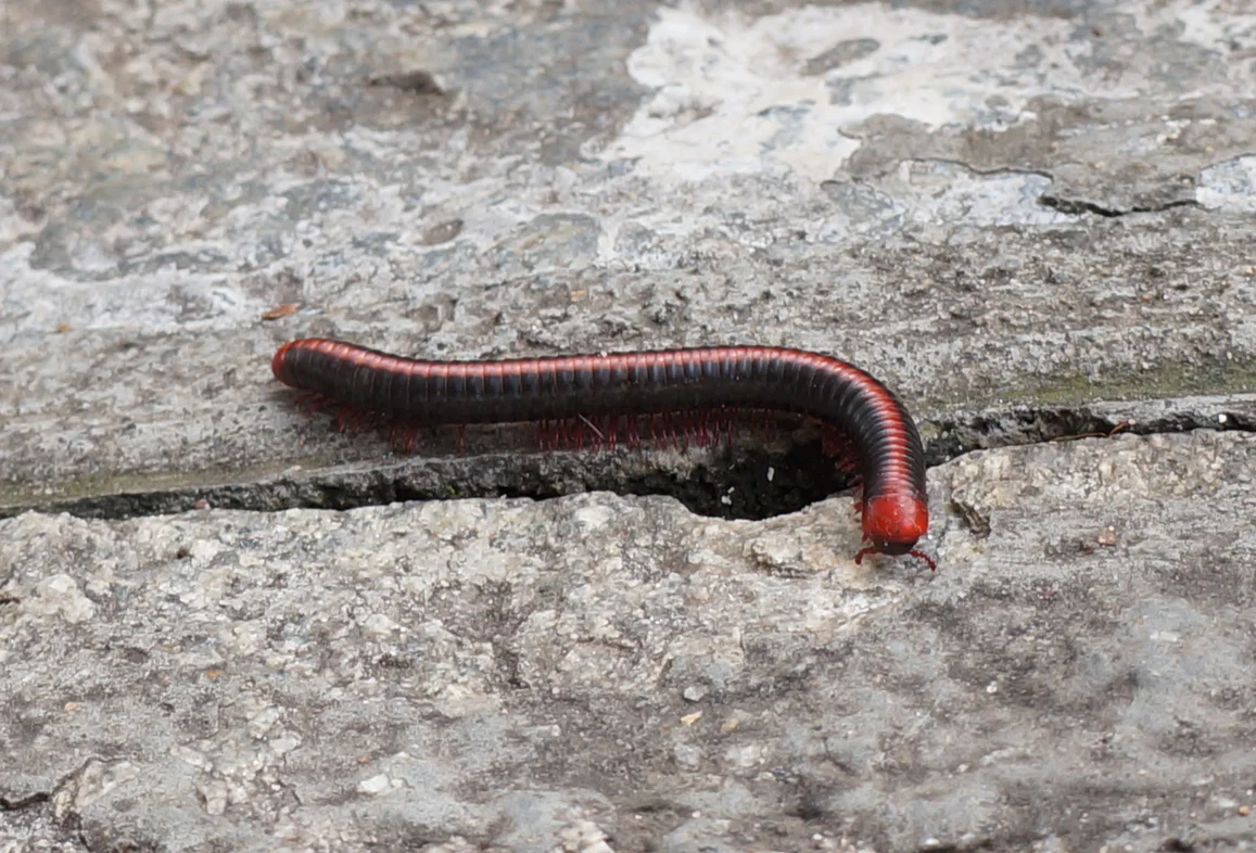 Xenobolus carnifex  3