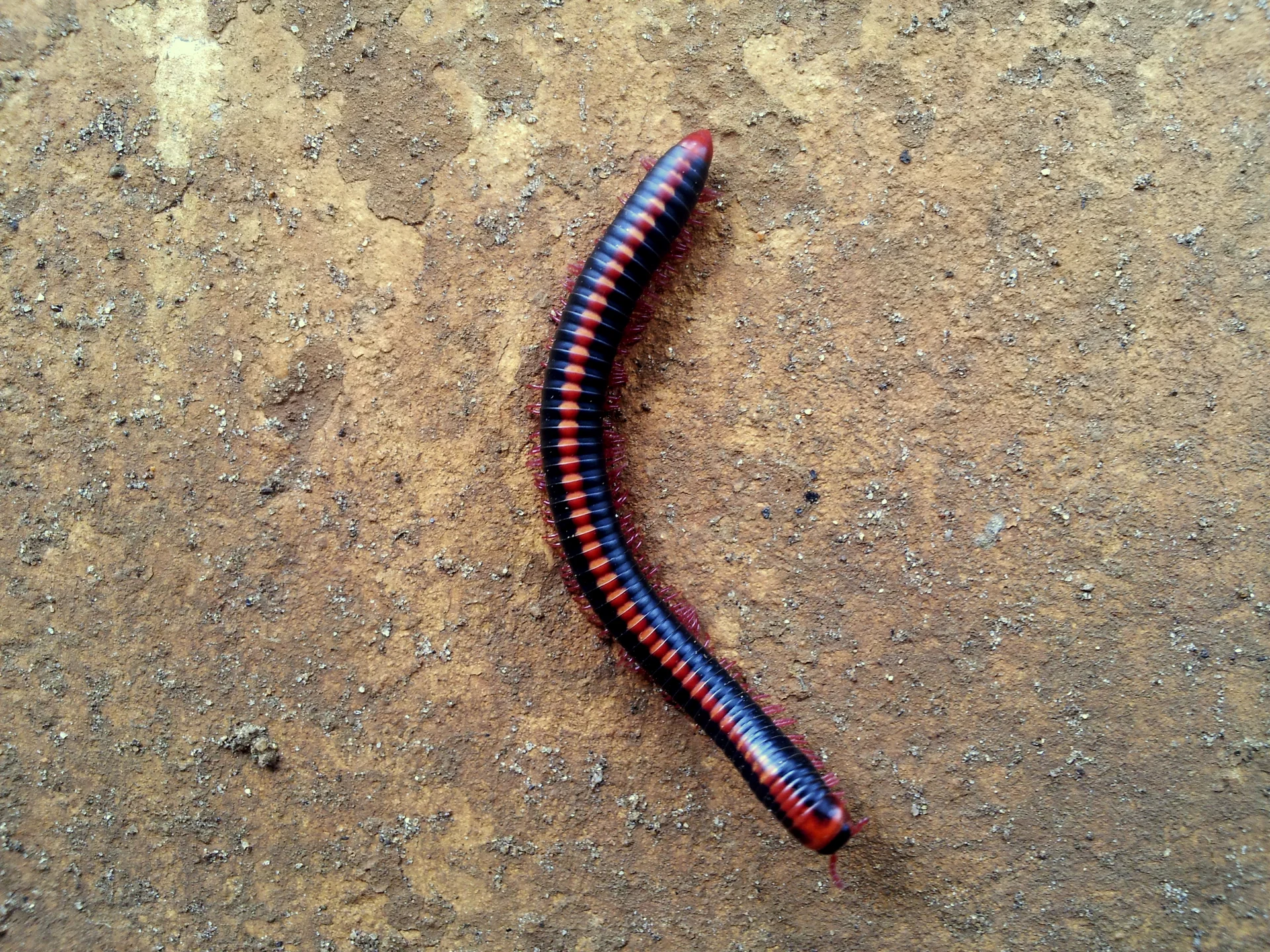 Xenobolus carnifex  4