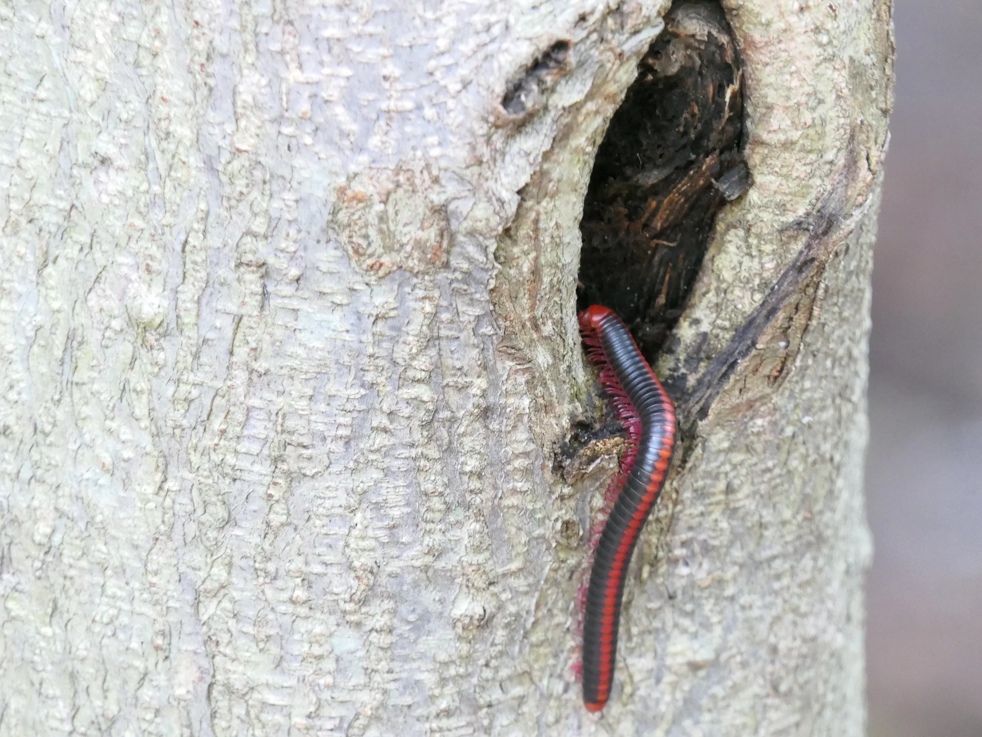 Xenobolus carnifex  5