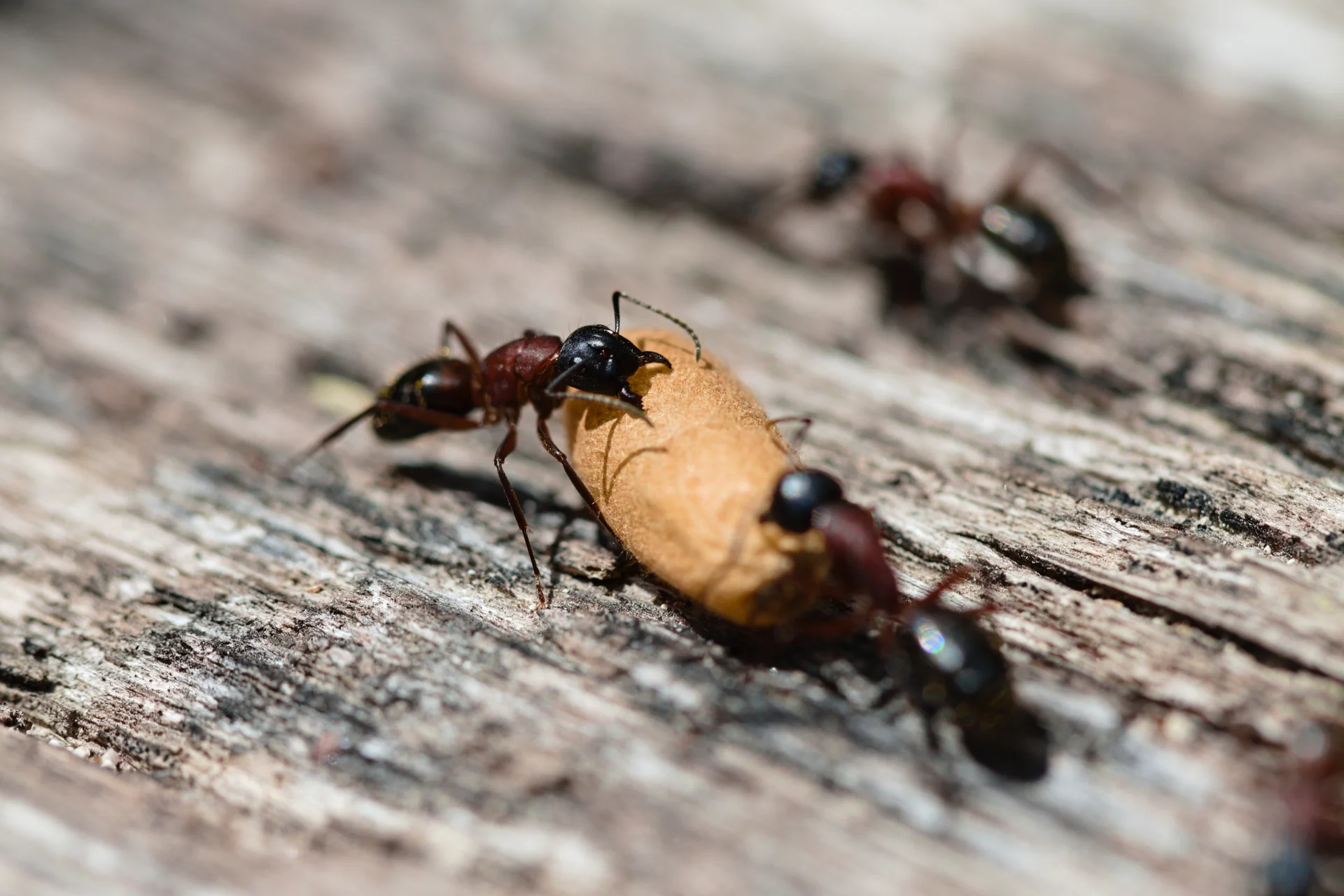 Camponotus ligniperdus 1