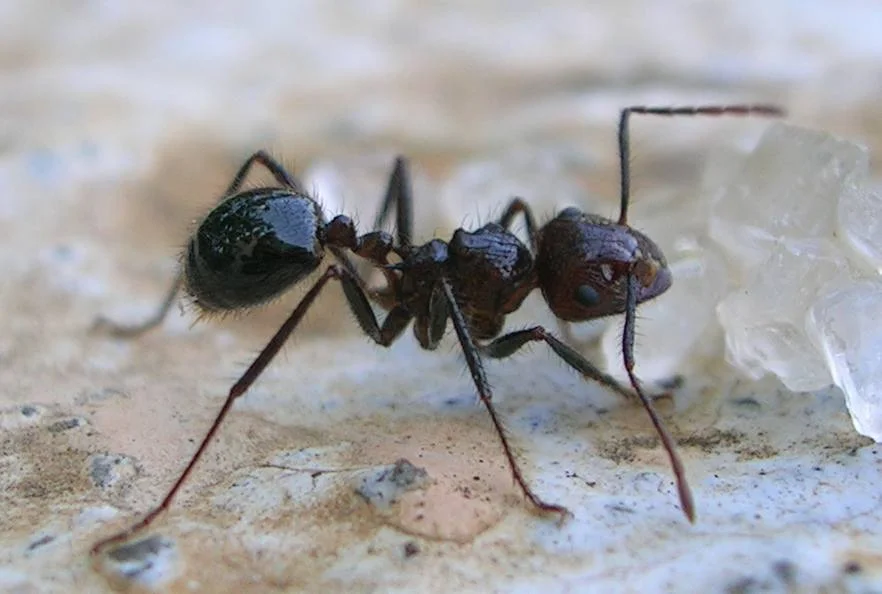 Myrmicaria brunnea 1