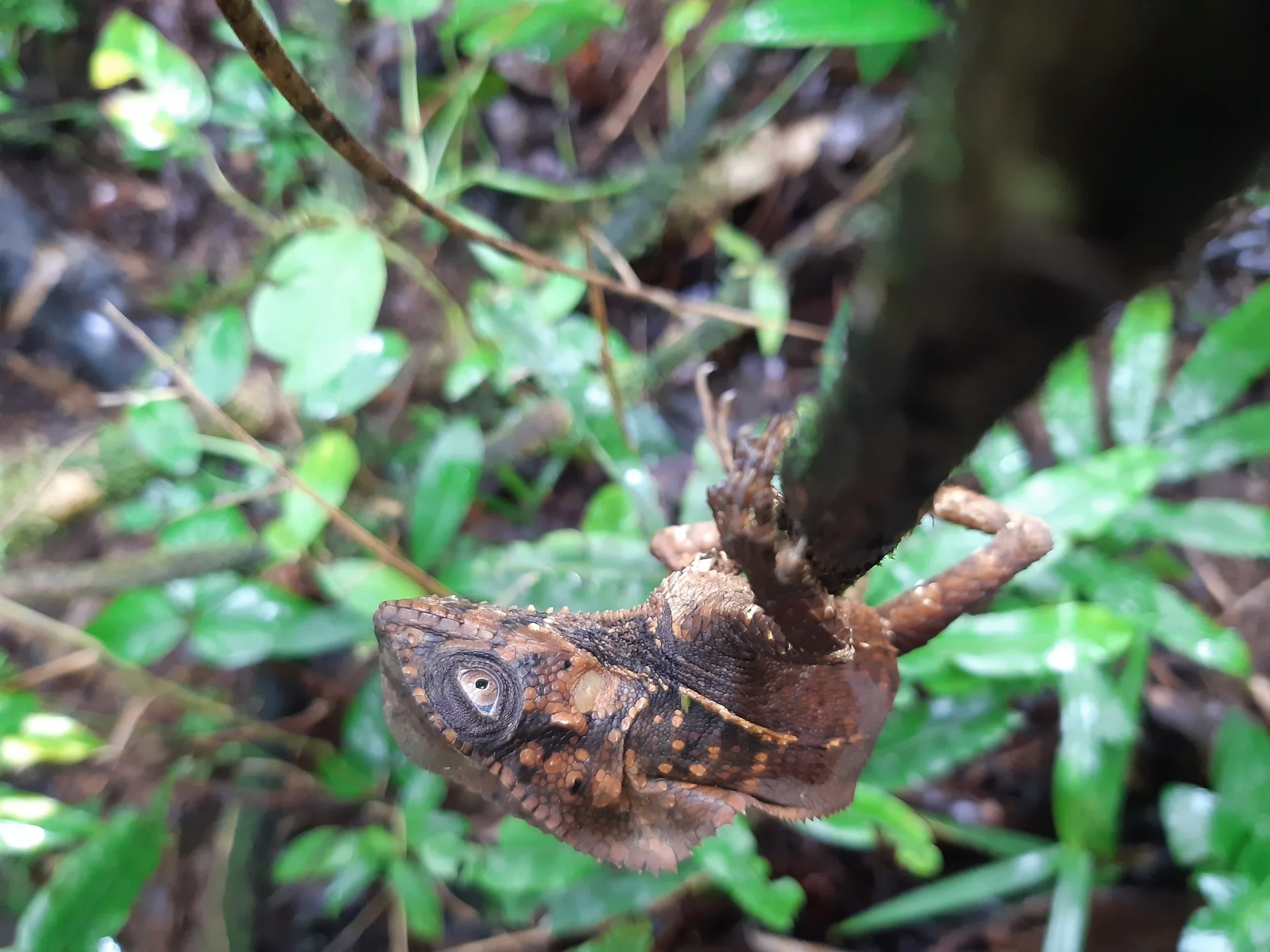 Corytophanes cristatus 4