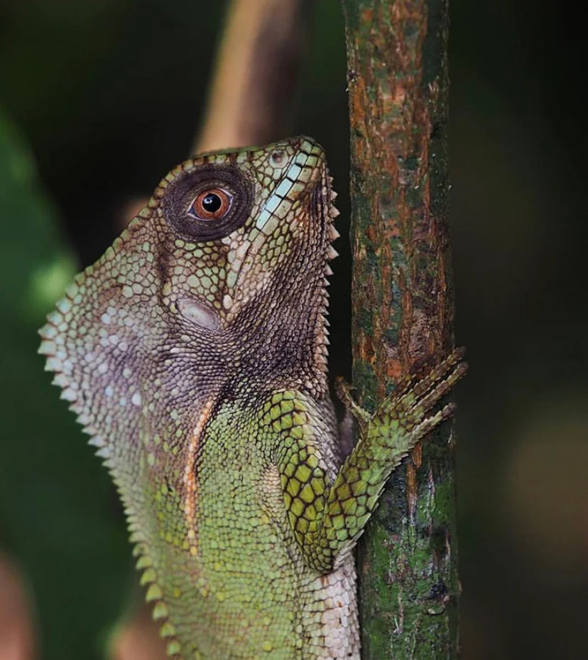 Corytophanes cristatus 5