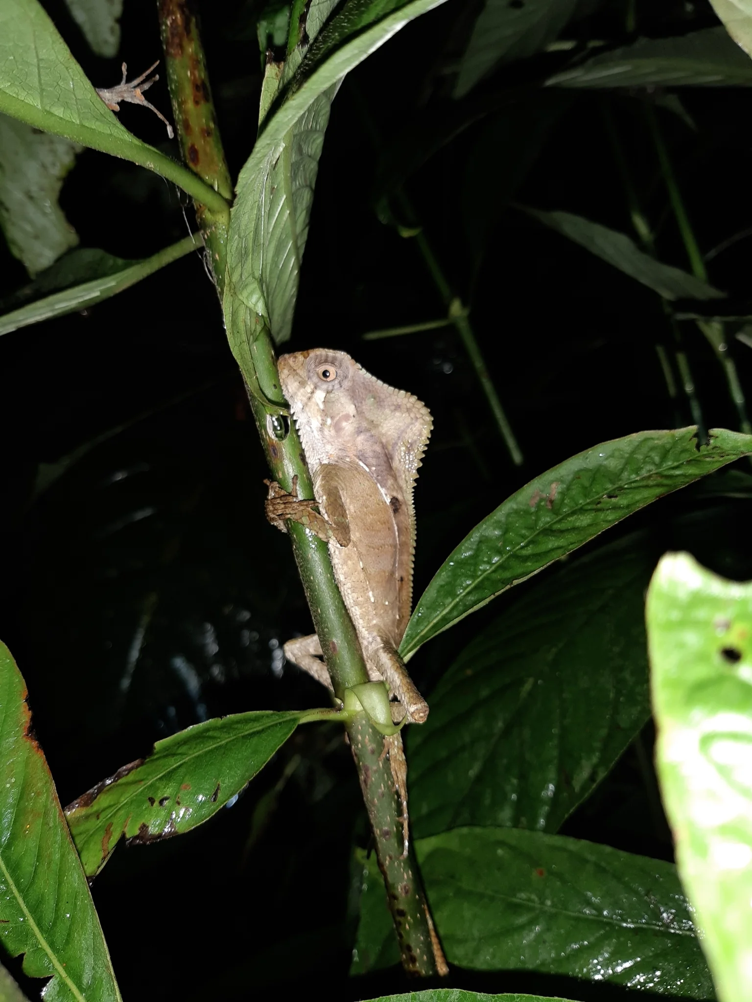 Corytophanes cristatus 6