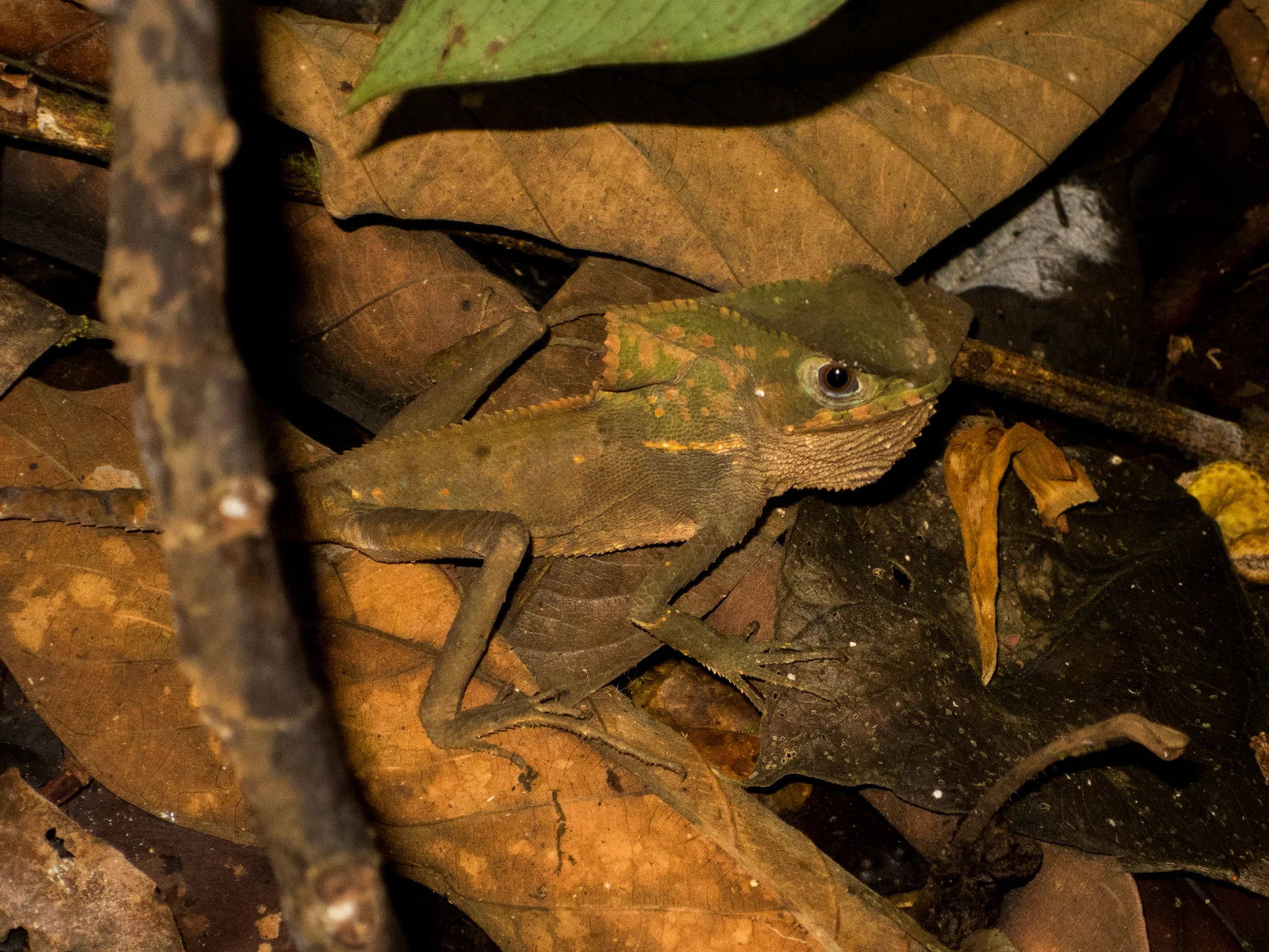 Corytophanes cristatus 7