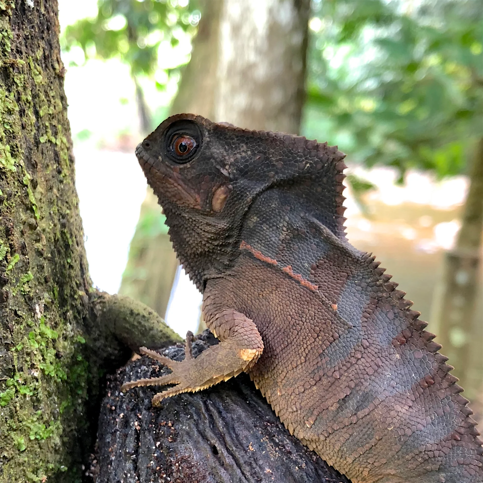 Corytophanes cristatus 8