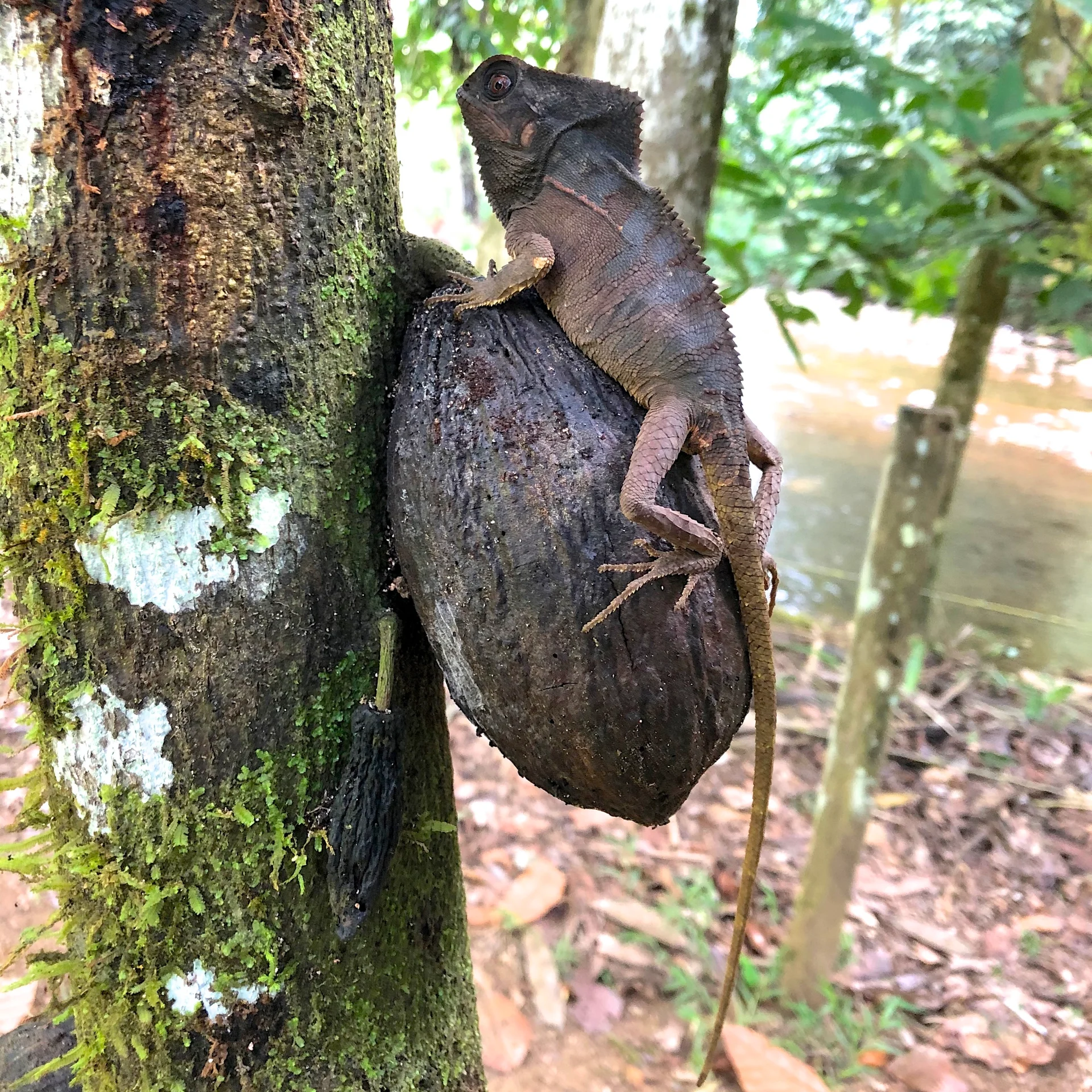 Corytophanes cristatus 9