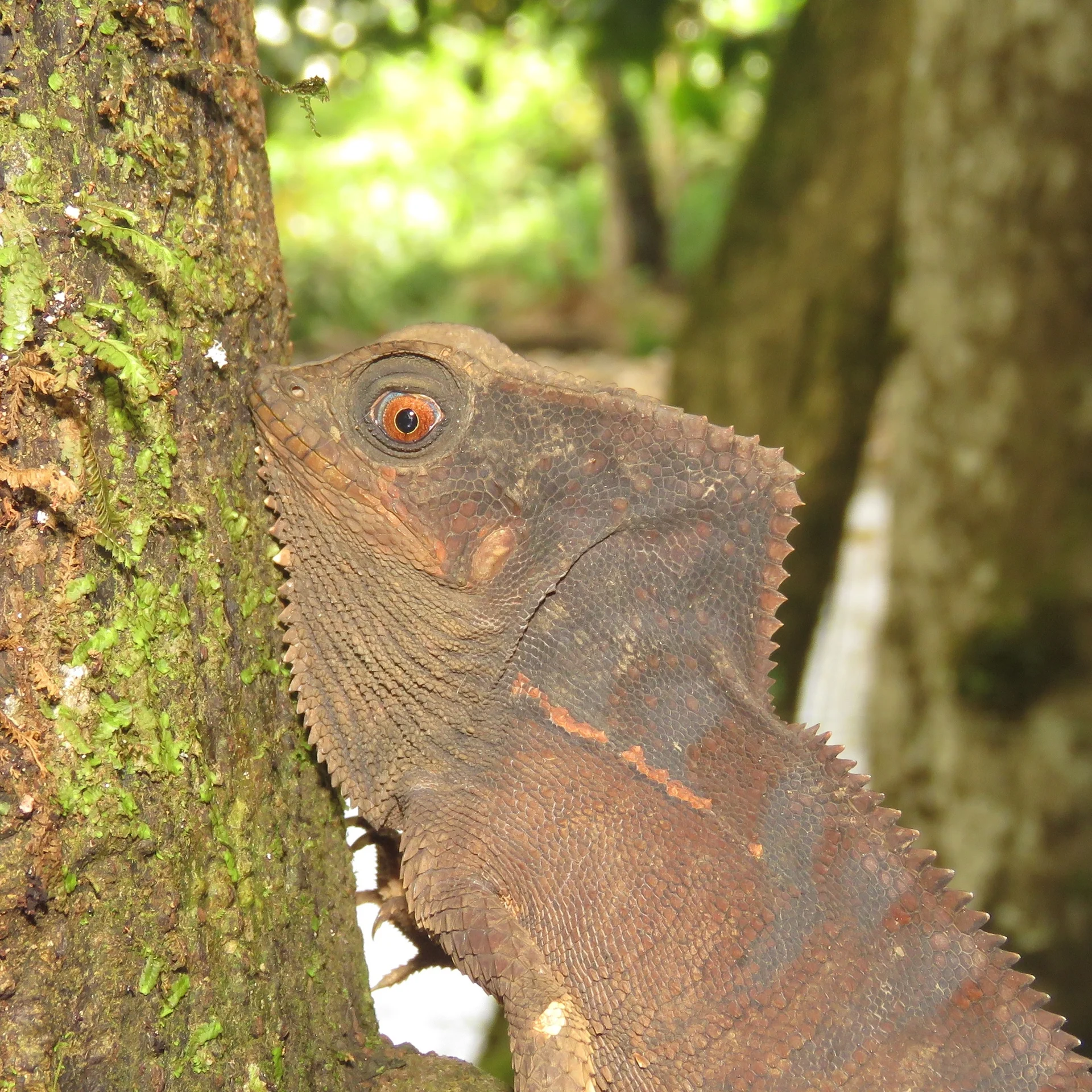 Corytophanes cristatus 10