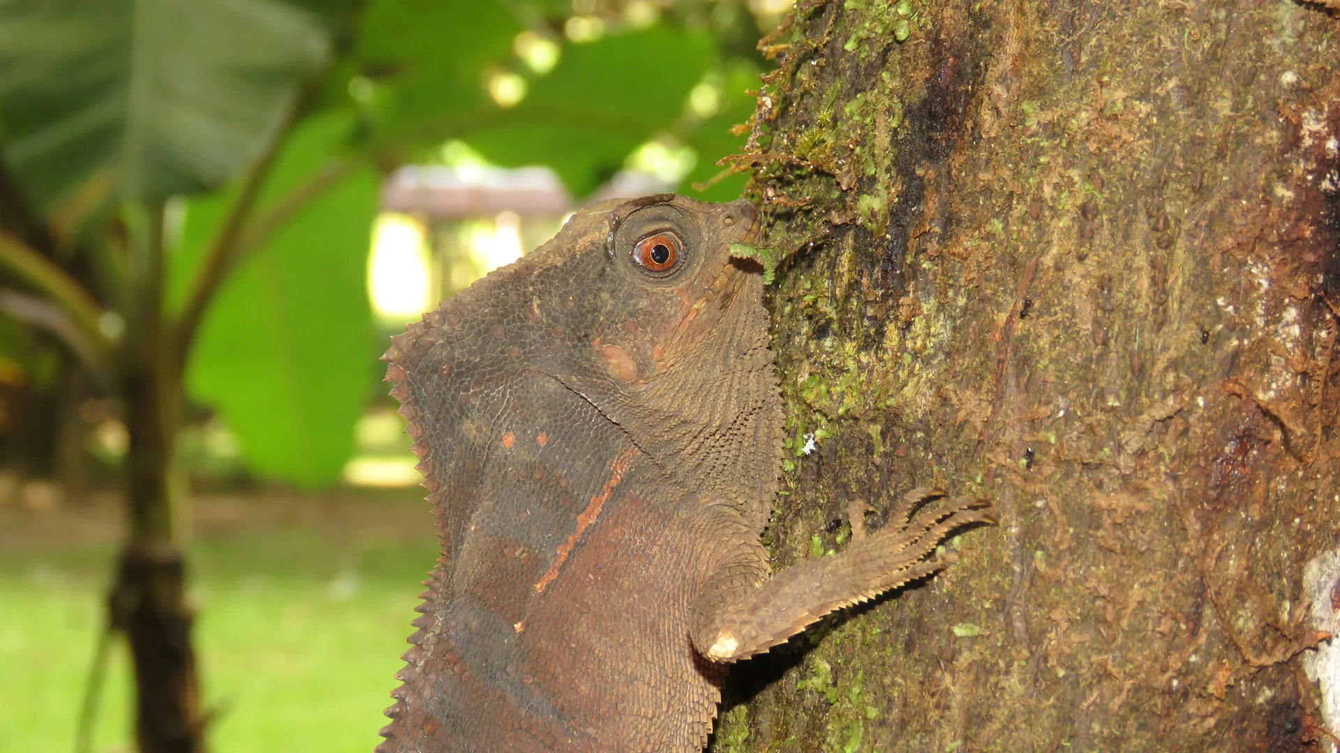 Corytophanes cristatus 11