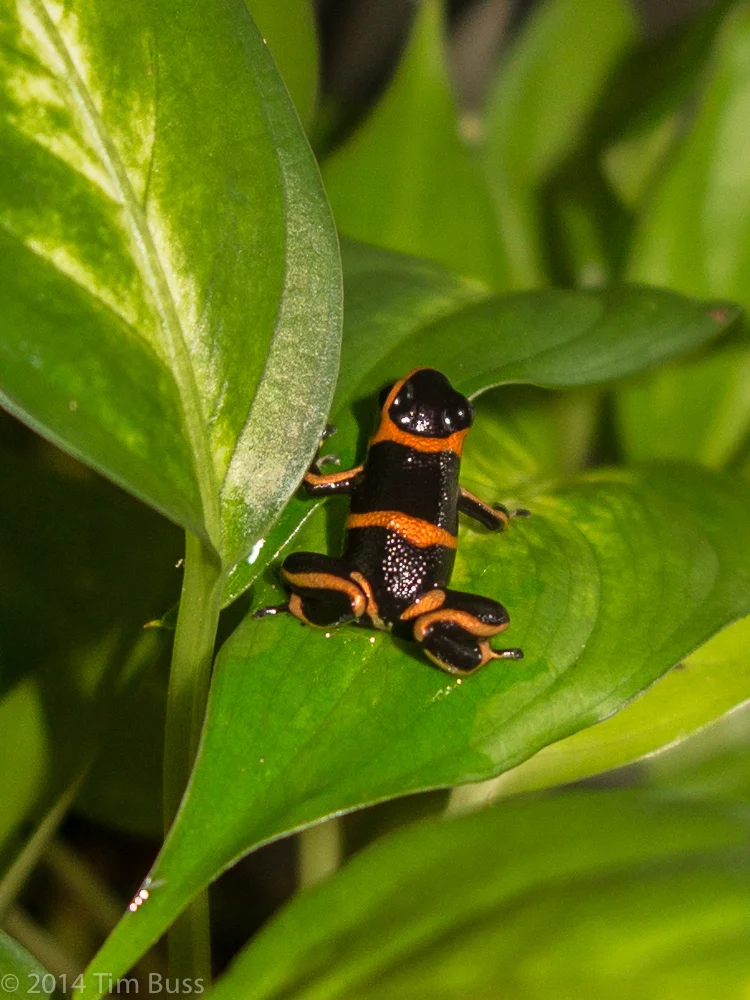 Ranitomeya summersi 2