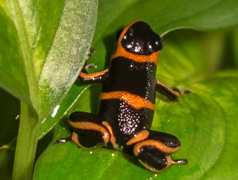 Ranitomeya summersi 3