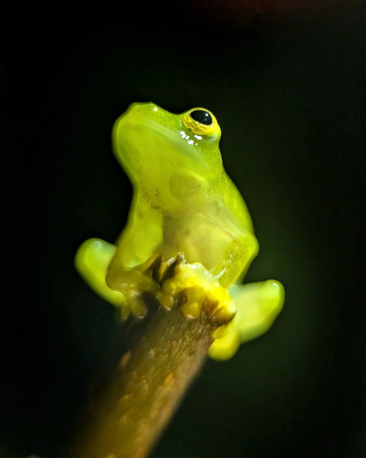 Hyalinobatrachium fleischmanni 9