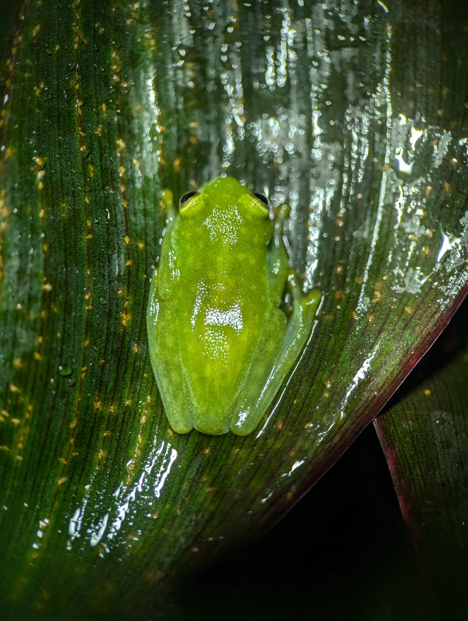 Hyalinobatrachium fleischmanni 10