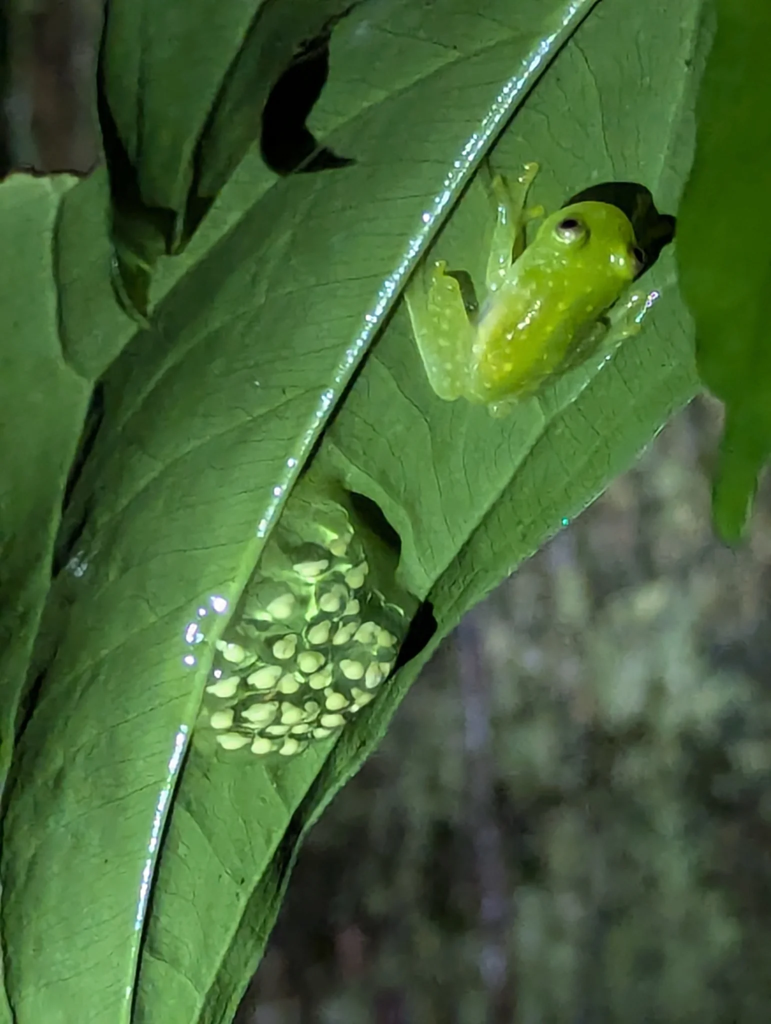 Hyalinobatrachium fleischmanni 11