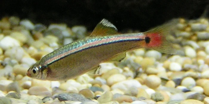 Tanichthys albonubes 1