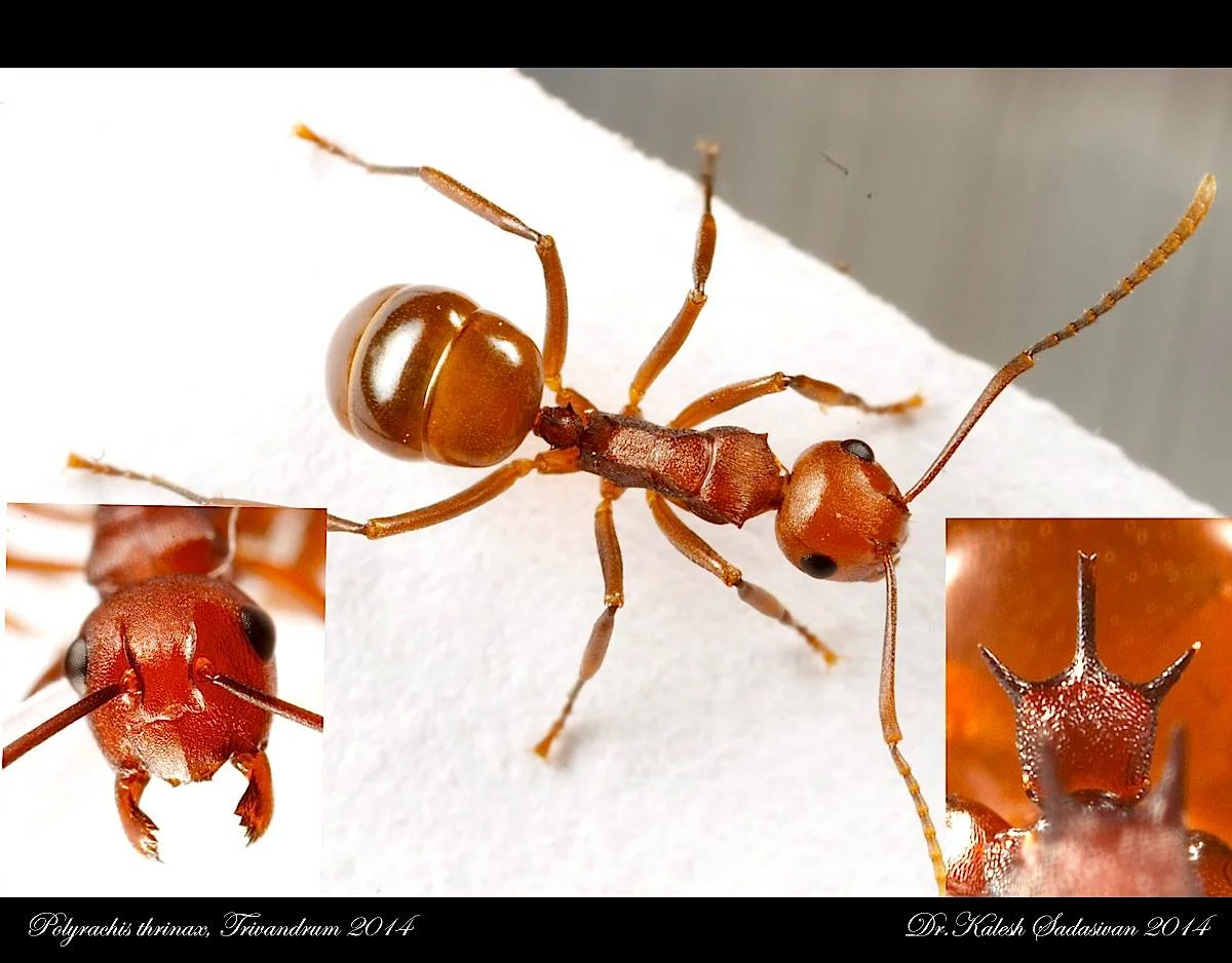 Polyrhachis thrinax 1