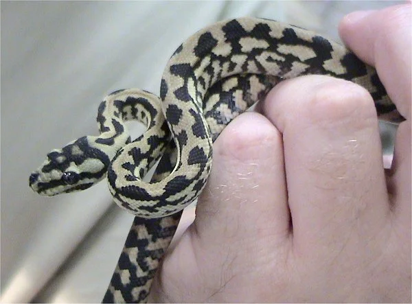 Morelia spilota harrisoni (Hoser, 2000) 1