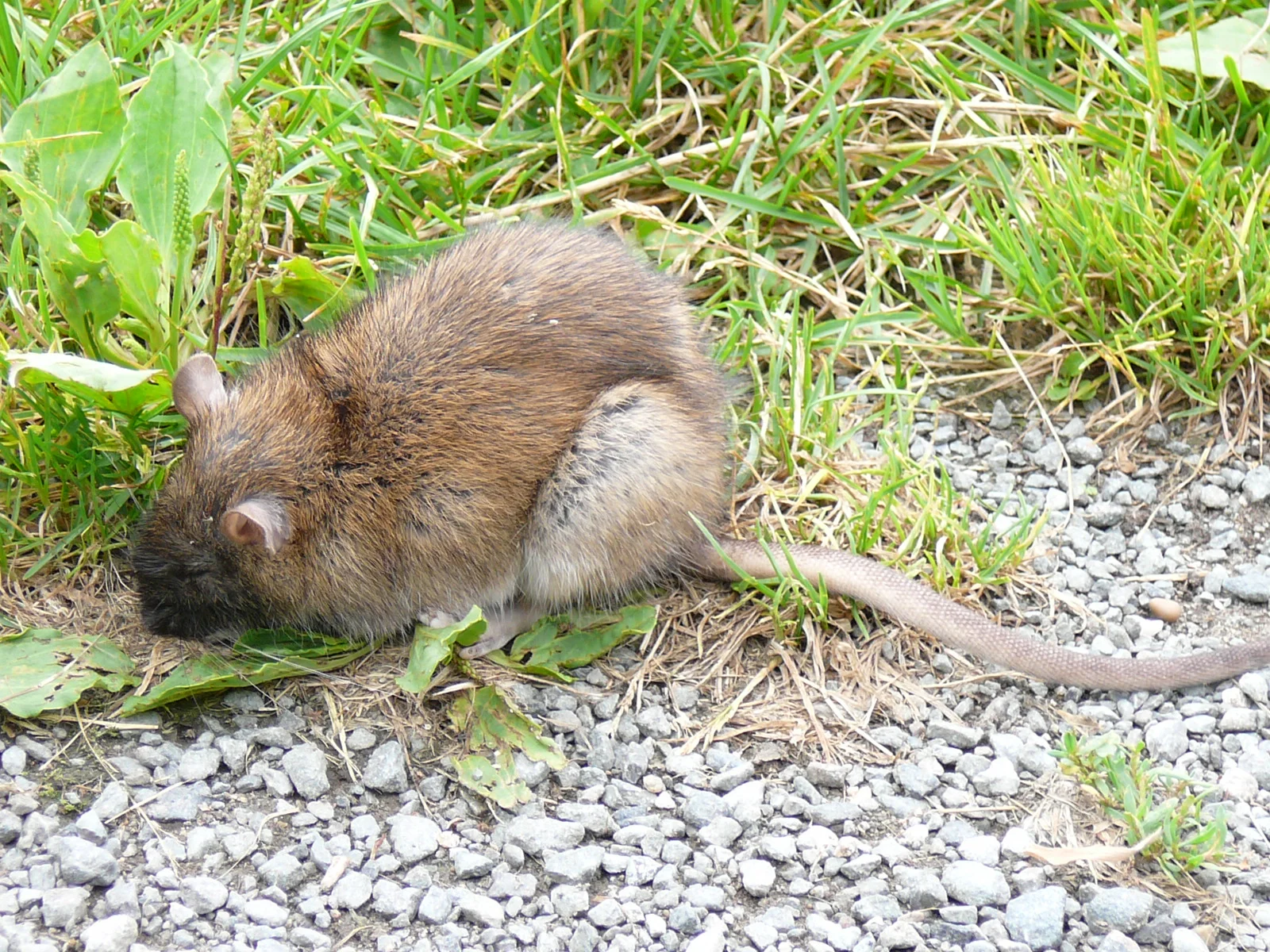 Rattus norvegicus 1