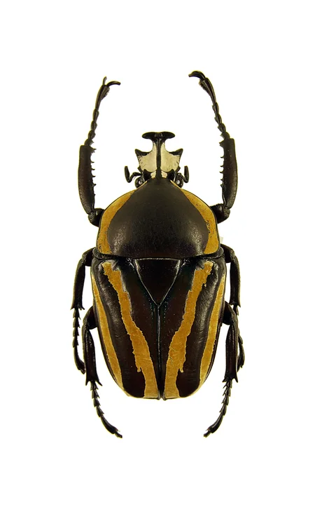 Dicronorhina derbyana conradsi 1