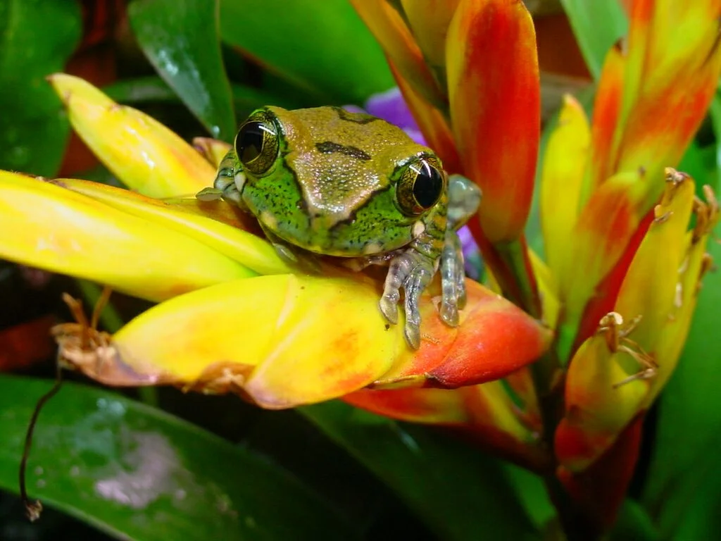 Leptopelis vermiculatus 1