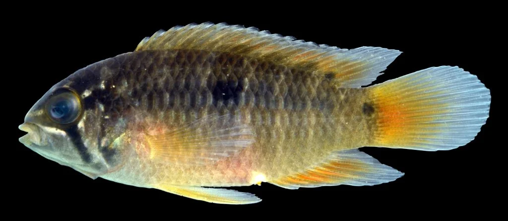 Ivanacara bimaculata 1