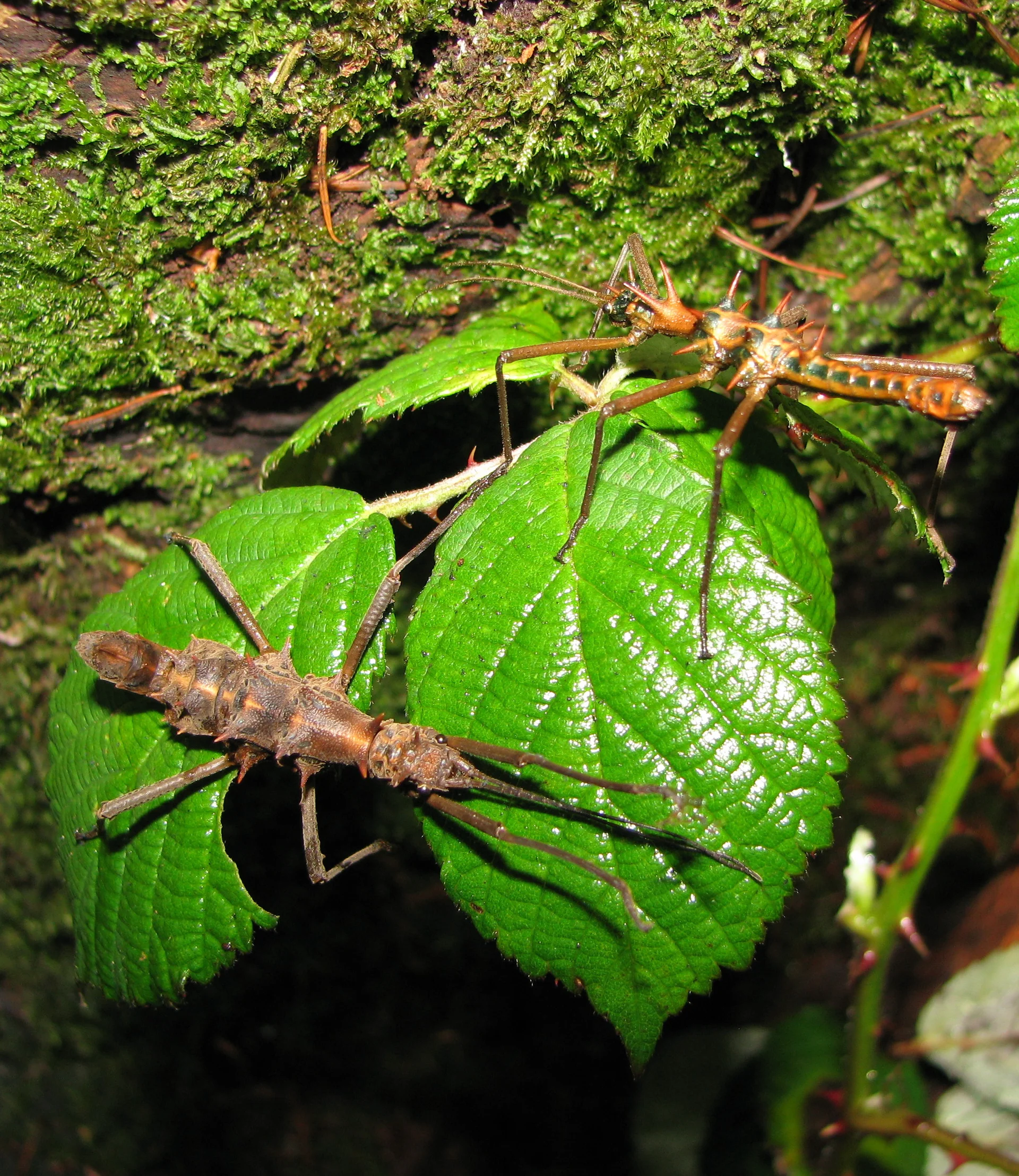 Epidares nolimetangere  3