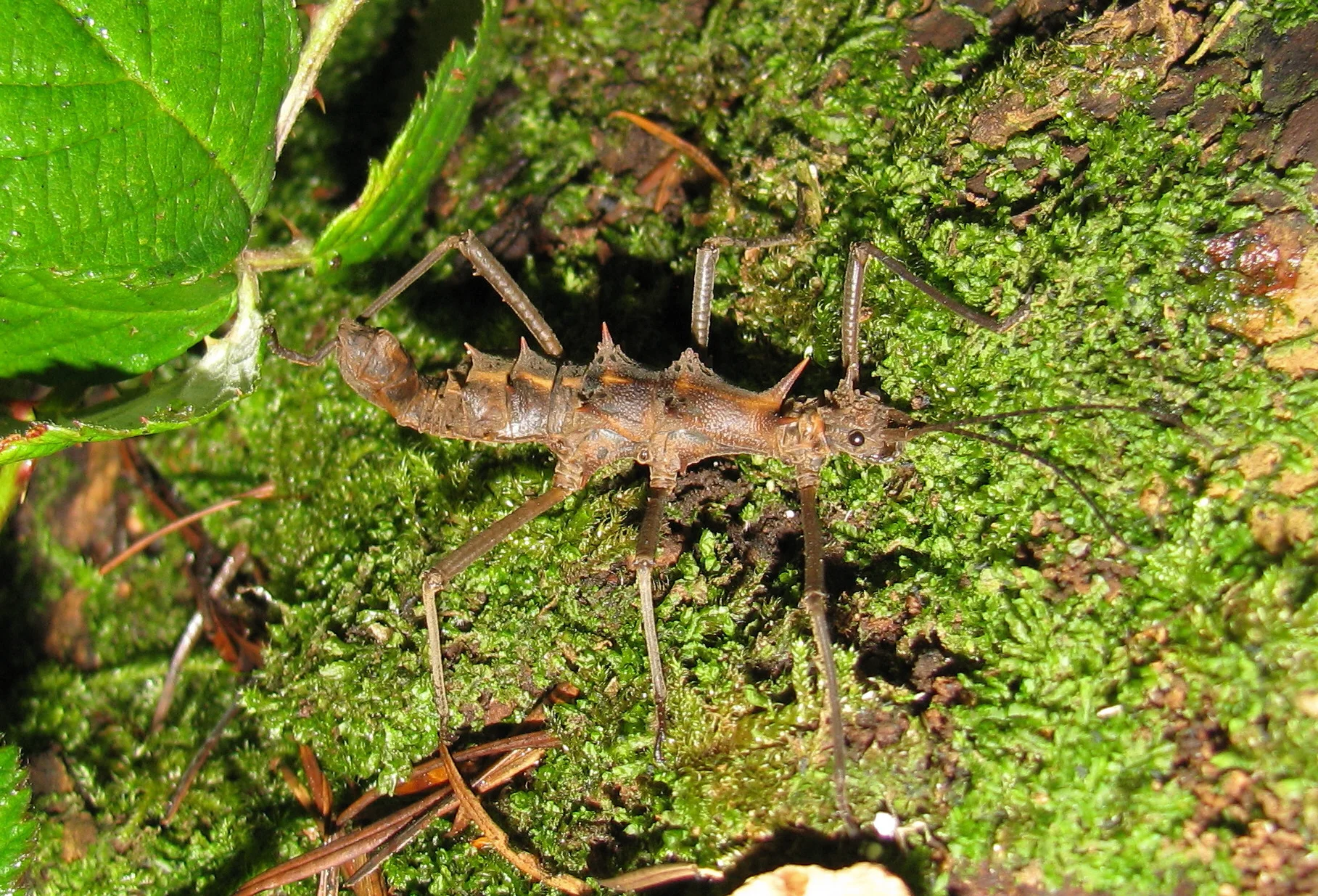 Epidares nolimetangere  4