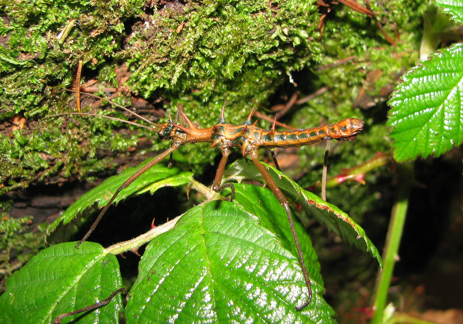 Epidares nolimetangere  5