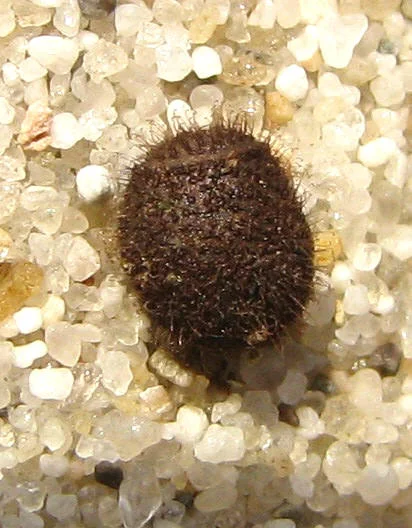 Epidares nolimetangere  6