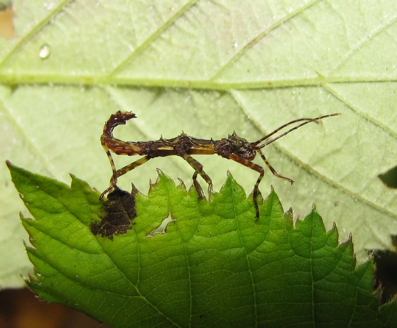 Epidares nolimetangere  7