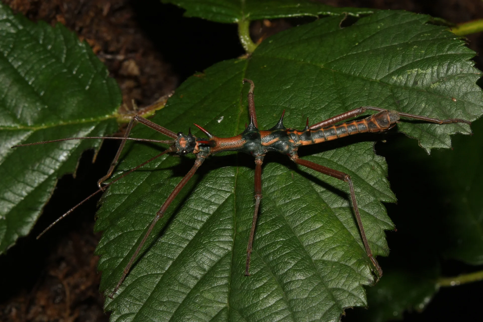 Epidares nolimetangere  8