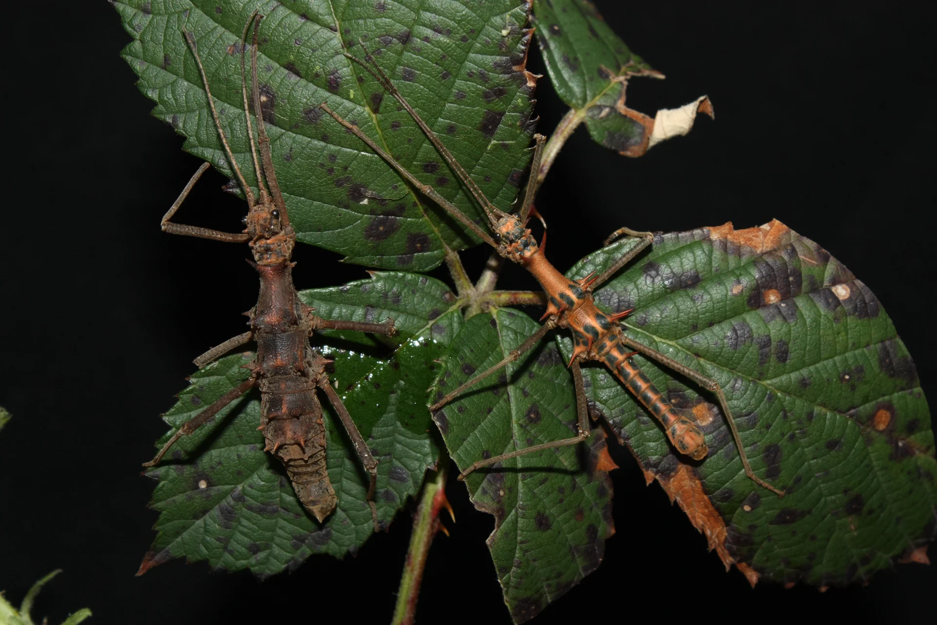 Epidares nolimetangere  9