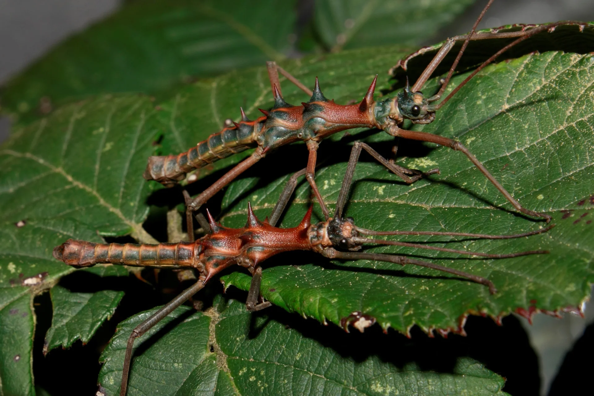 Epidares nolimetangere  10