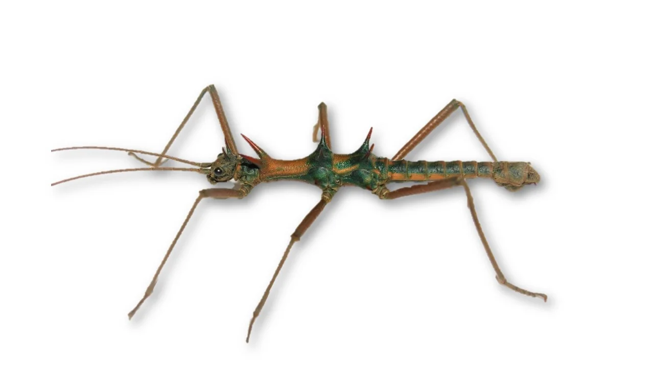 Epidares nolimetangere  11