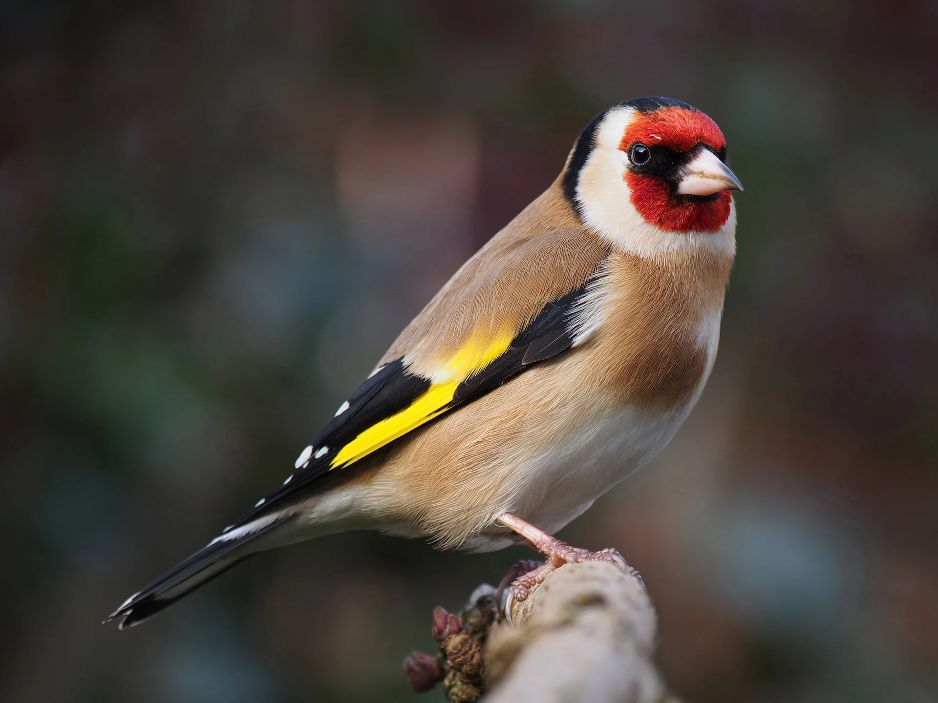 Carduelis carduelis 1