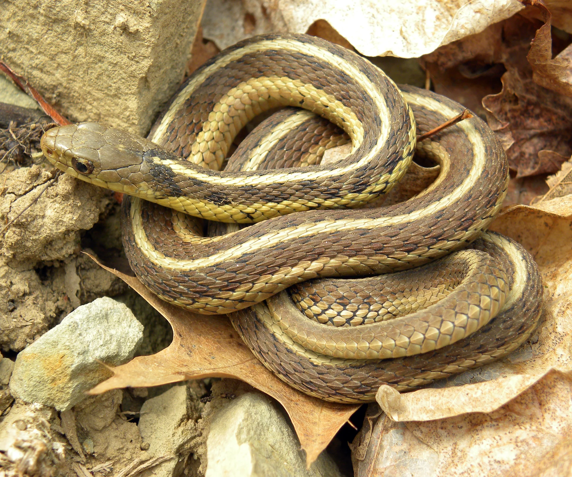 Thamnophis sirtalis 1