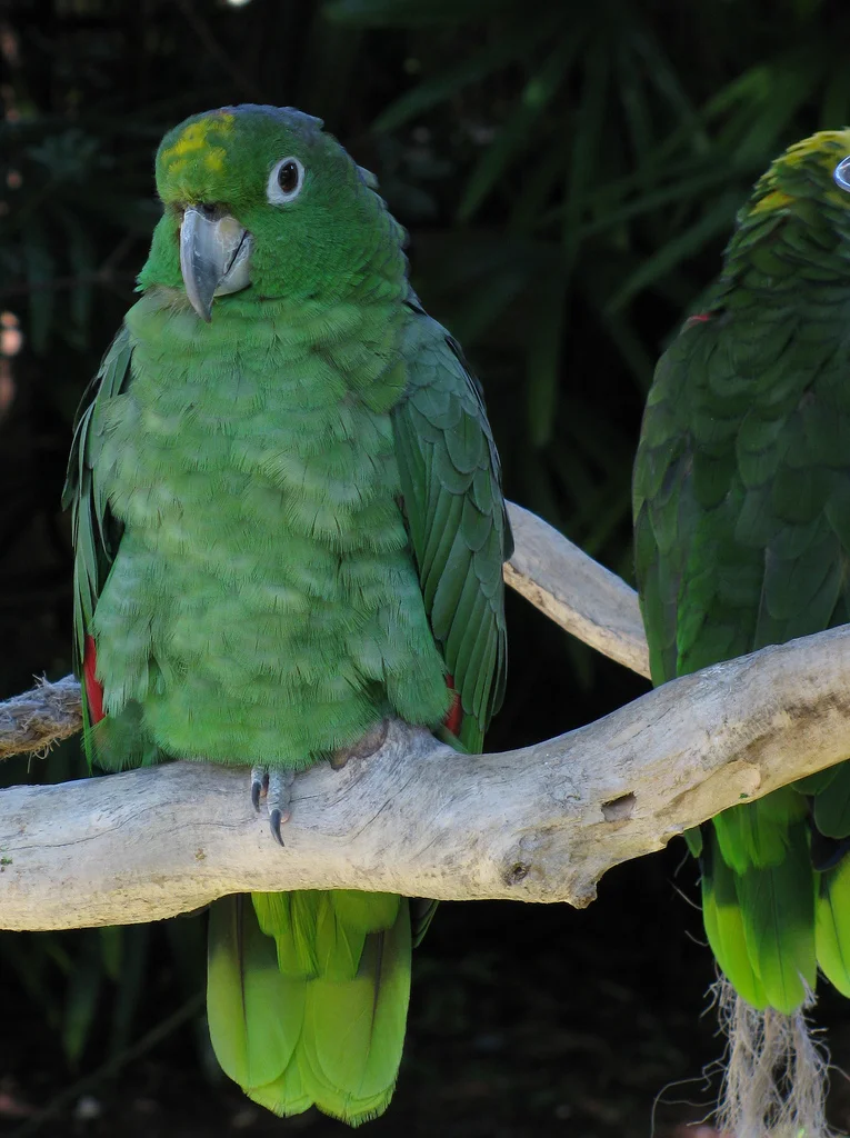Amazona farinosa 1