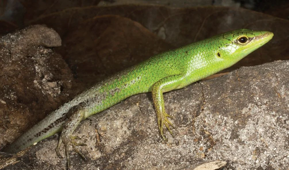 Lamprolepis smaragdina 2