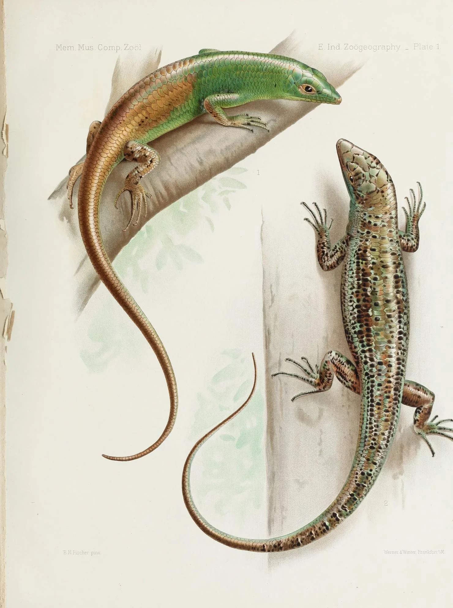 Lamprolepis smaragdina 4